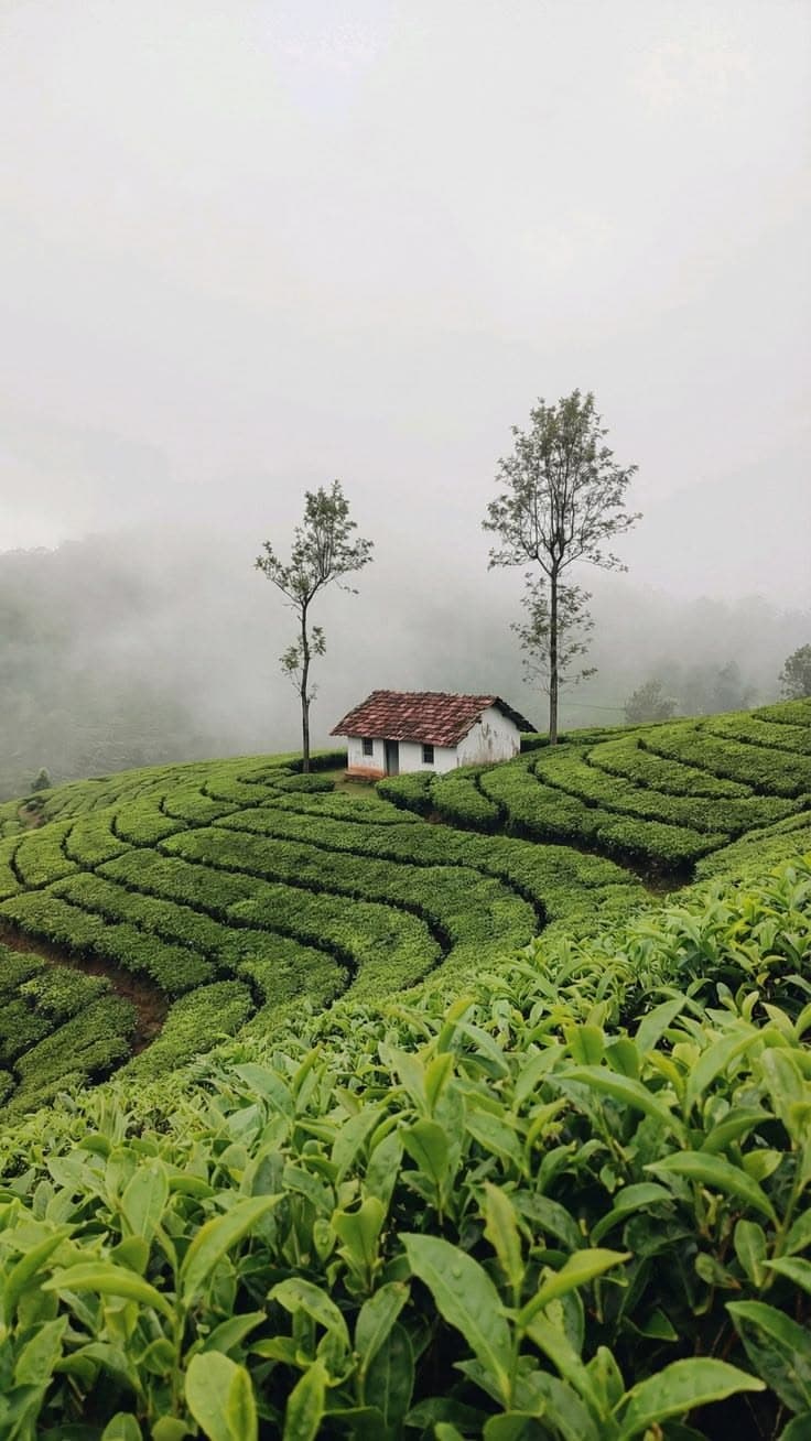 Kerala gallery photo 3
